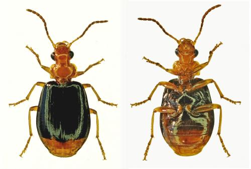 Réf. 302 657 : Lebia marginata
